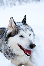 Siberian Husky dog used as sled dog inside Riisitunturi National Park, Lapland, Finland