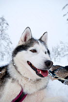 Siberian Husky dog, low angle portrait, used assled dogs inside Riisitunturi National Park, Lapland, Finland