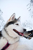 Siberian Husky dog, low angle portrait, used as sled dogs inside Riisitunturi National Park, Lapland, Finland