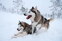 Siberian Husky dogs used as sled dogs inside Riisitunturi National Park, Lapland, Finland