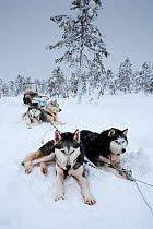 Siberian Husky dogs  resting, in harness to pull sledge inside Riisitunturi National Park, Lapland, Finland