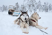 Siberian Husky dogs at rest, used as sled dogs inside Riisitunturi National Park, Lapland, Finland