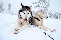 Siberian Husky dogs at rest, used as sled dogs inside Riisitunturi National Park, Lapland, Finland