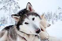 Siberian Husky dog used fas sled dog inside Riisitunturi National Park, Lapland, Finland