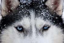 Siberian Husky dog, close up of face, used as sled dog inside Riisitunturi National Park, Lapland, Finland