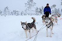 Siberian Husky dogs used as sled dogs inside Riisitunturi National Park, Lapland, Finland