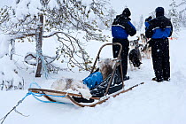 Sledge used for sled dogs excursions inside Riisitunturi National Park, Lapland, Finland