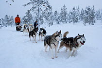 Siberian Husky dog team pulling sled inside Riisitunturi National Park, Lapland, Finland