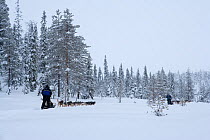 Dog-sledding with Siberian Husky dogs inside Riisitunturi National Park, Lapland, Finland
