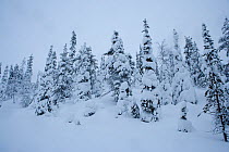Snow-covered pines inside Riisitunturi National Park, Lapland, Finland