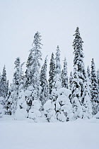 Snow-covered pines inside Riisitunturi National Park, Lapland, Finland