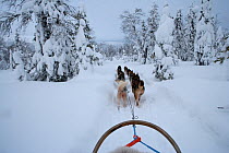 Dog-sledding with Siberian Husky dogs inside Riisitunturi National Park, Lapland, Finland