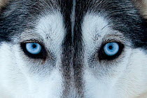 Portrait of Siberian Husky dog face used as sled dogs inside Riisitunturi National Park, Lapland, Finland