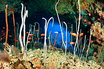 Red / Blotcheye soldierfish (Myripristis murdjan) and sea whips coral, Junceella at Fotteyo caves, Maldives, Indian Ocean