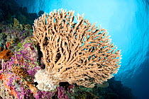 Table top coral (Acropora hyacinthus), Maldives, Indian Ocean