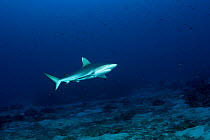 Grey reef shark (Carcharhinus amblyrhynchos) patrolling reef, Maldives, Indian Ocean