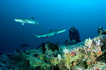 Scuba diver watches two Whitetip reef sharks (Triaenodon obesus) over reef, Maldives, Indian Ocean