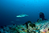 Scuba diver watches Whitetip reef shark (Triaenodon obesus) over reef, Maldives, Indian Ocean