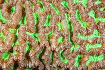 Close up detail of Brain coral (Diploria genus) Maldives, Indian Ocean