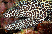 Honeycomb moray eel (Gymnothorax favagineus) head profile, Maldives, Indian Ocean
