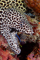 Honeycomb moray eel (Gymnothorax favagineus) mouth open with cleaner wrasse at work, Maldives, Indian Ocean