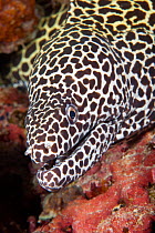 Honeycomb moray eel (Gymnothorax favagineus) head profile, Maldives, Indian Ocean