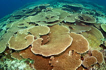 Table top coral (Acropora hyacinthus) covering coral reef at Pulaa Thila, Maldives, Indian Ocean