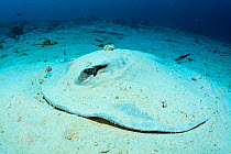 Marbled stingray (Taeniura meyeni) half covered in sand, burrowing down into sea bed, Pulaa Thila, Maldives, Indian Ocean