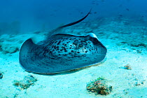 Marbled stingray (Taeniura meyeni) moving across sea bed, Pulaa Thila, Maldives, Indian Ocean