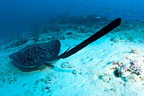 Tail detail of Marbled stingray (Taeniura meyeni) Pulaa Thila, Maldives, Indian Ocean