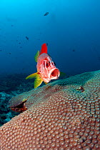 Long jawed / Sabre squirrelfish (Sargocentrum spiniferum) approaching cleaning station with mouth open, Maldives, Indian Ocean