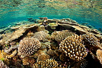 Table top corals (Acropora hyacinthus) and other (Acropora robusta) corals, Maldives, Indian Ocean