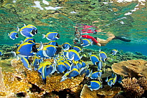 Shoal of Powder blue surgeonfish (Acanthurus leucosternon) swimming over reef, with snorkeller in background, Maldives, Indian Ocean