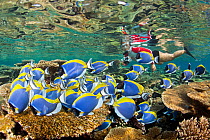 Shoal of Powder blue surgeonfish (Acanthurus leucosternon) swimming over reef, with snorkeller in background, Maldives, Indian Ocean