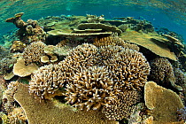 Reef covered with various (Acropora) hard corals including Table top coral (Acropora hyacinthus) as well as (Acropora robusta), Maldives, Indian Ocean