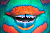 Bridled parrotfish (Scarus frenatus) clownish grin reveals its power tools: grinding teeth used to scrape algae from rock, Maldives, Indian Ocean. Highly commended in the Underwater World Category of...