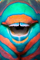 Bridled parrotfish (Scarus frenatus) clownish grin reveals its power tools: grinding teeth used to scrape algae from rock, Maldives, Indian Ocean
