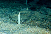 White spotted / Spaghetti garden eels (Gorgasia maculata) above sea bed, Maldives, Indian Ocean