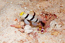 Striped / Yellownose goby (Stonogobiops xanthorhinica) with alpheid shrimp (Alpheus randalli) sharing burrow, Maldives, Indian Ocean