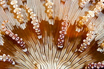 Beaded Sea anemone (Heteractis aurora) close up detail, Maldives, Indian Ocean