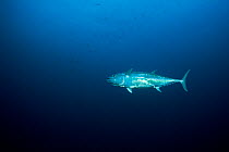 Dogtooth tuna (Gymnosarda unicolor), Pulaa Thila, Maldives, Indian Ocean