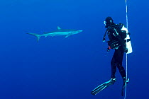Scuba diver on a security rope with Great Blue shark (Prionace glauca) in distance, Pico Island, Azores, Portugal, Atlantic Ocean