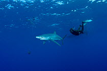Free diver Robert with Great Blue shark (Prionace glauca), Pico Island, Azores, Portugal, Atlantic Ocean