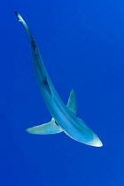 Great Blue shark (Prionace glauca) viewed from above, Pico Island, Azores, Portugal, Atlantic Ocean