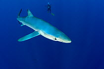 Great Blue shark (Prionace glauca) with scuba diver photographer behind, Pico Island, Azores, Portugal, Atlantic Ocean