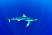 Great Blue shark (Prionace glauca) profile portrait viewed from slightly above, Pico Island, Azores, Portugal, Atlantic Ocean