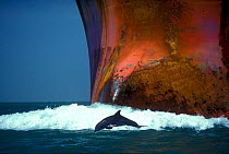 Bottlenose dolphin (Tursiops truncatus) playing in the waves of an oil tanker, Port Aransas, Texas, USA