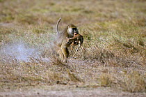 Yellow baboon (Papio hamadryas cynocephalus) male hunting a young Thomson's gazelle (Eudorcas thomsoni) Amboseli National Park, Kenya