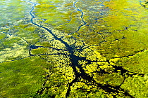 RF- Aerial view of the Okavango delta, Botswana, May 2010. (This image may be licensed either as rights managed or royalty free.)