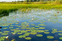 Water lilies in flower Okavango delta, Botswana
